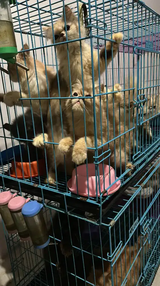 Open adopt kucing persia peaknose