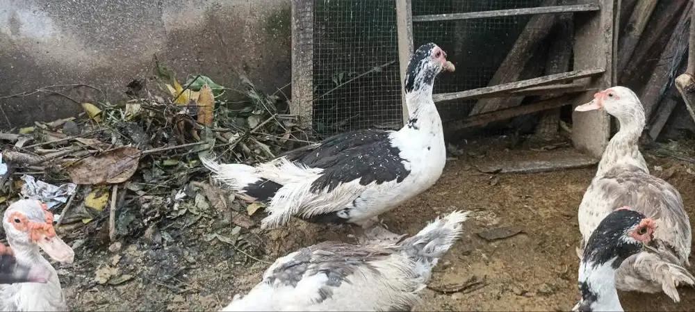 Entog Jantan dan Betina