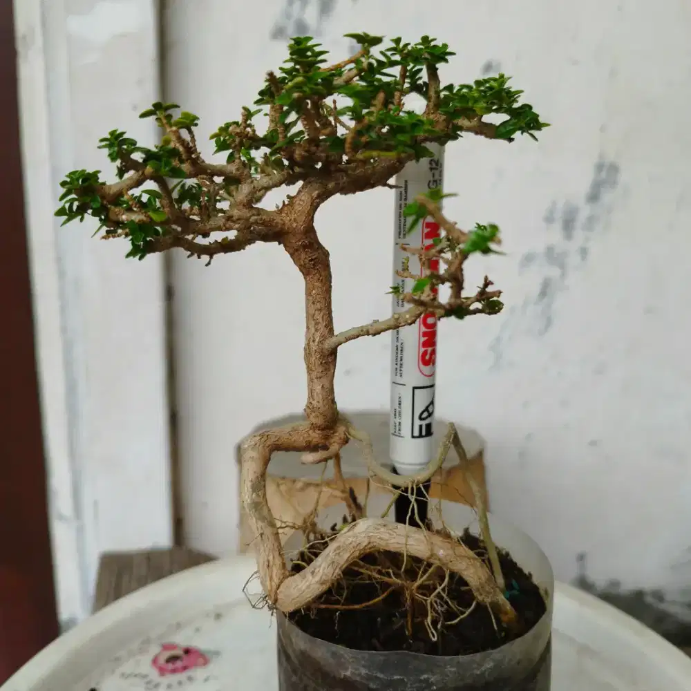 Bonsai Mame Sancang