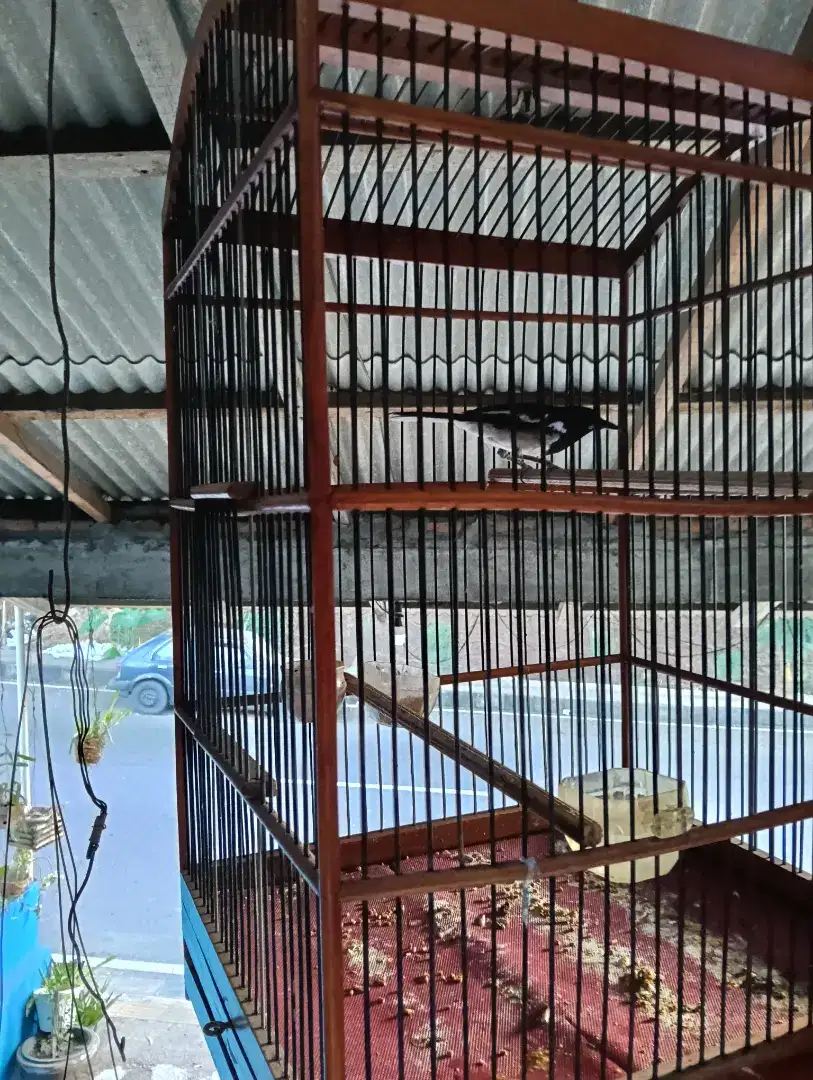 Burung_Kacer_Gacor