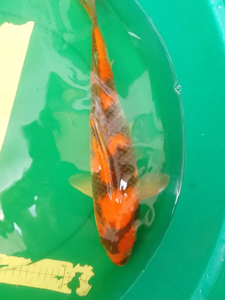 Ikan koi jenis Hi Showa 45cm male