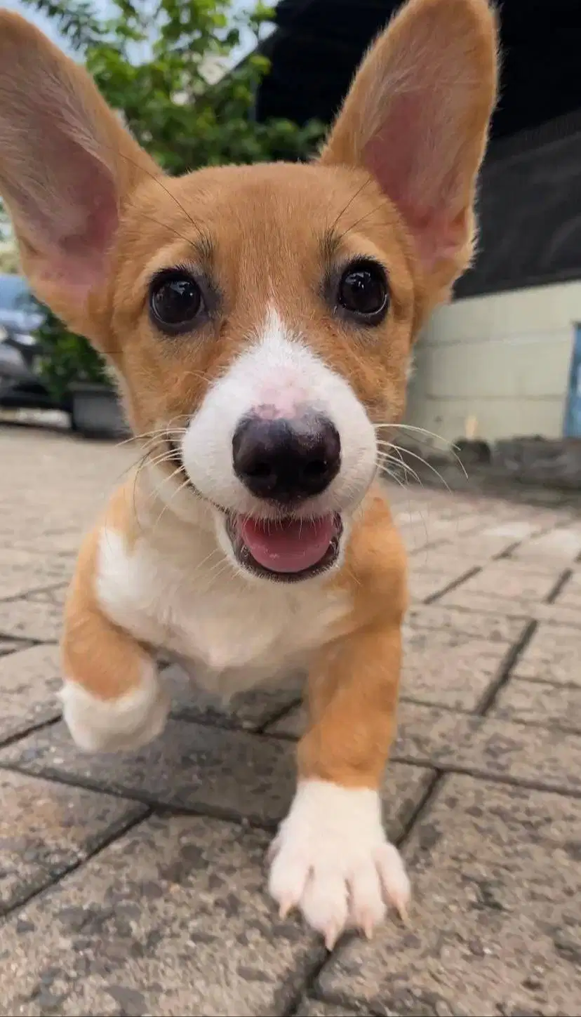 Dijual Puppy Anakan anjing welsh corgi betina female sable white