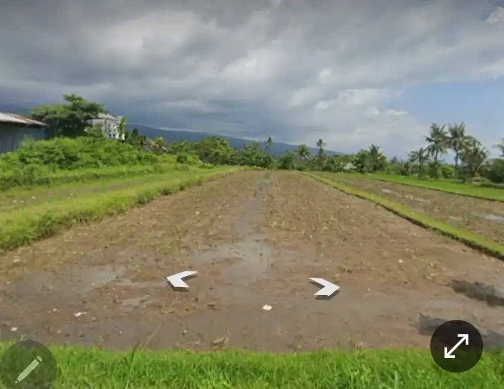Tanah sawah cocok kavling perumahan jalan utama ds panji singaraja