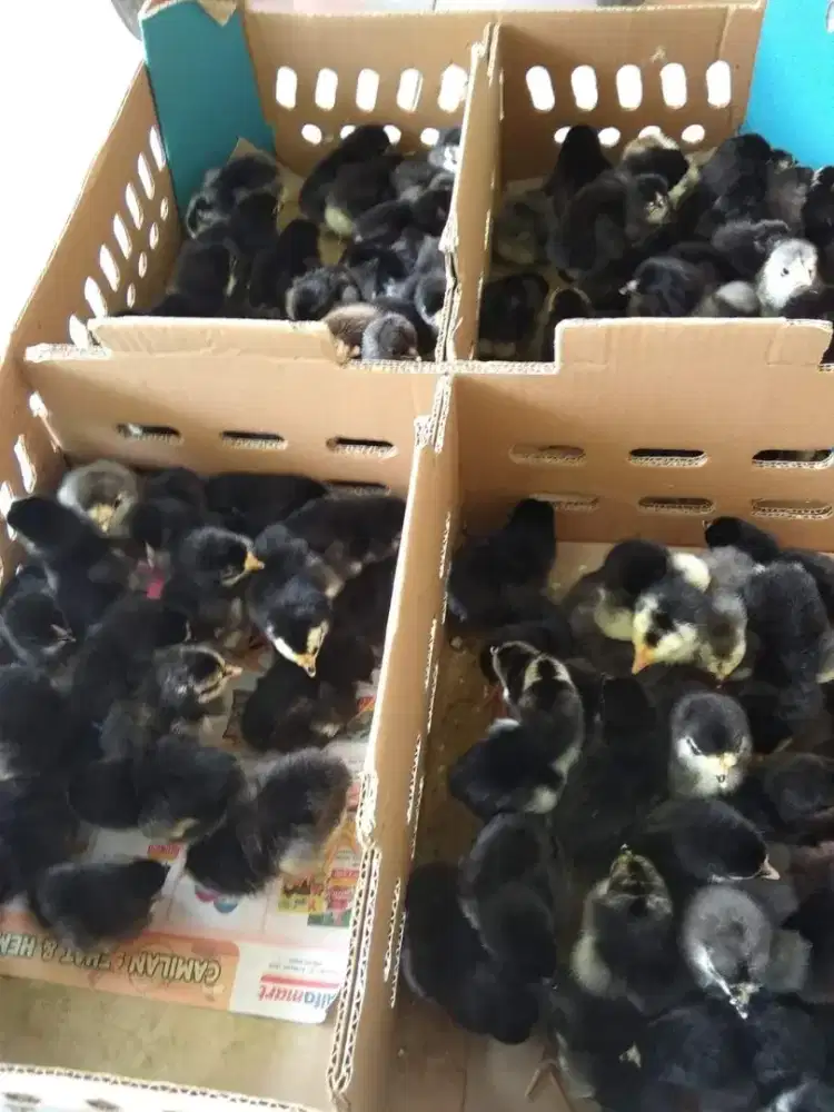 DOC Ayam Kampung FULL BLACK