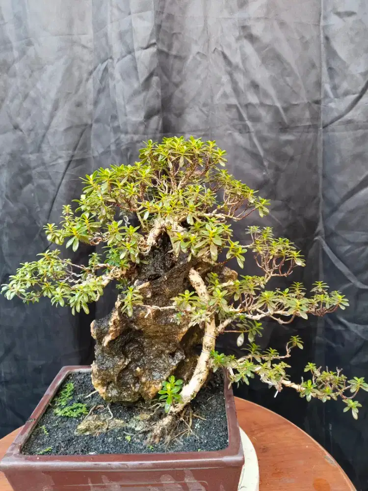 Bonsai santigi di atas batu