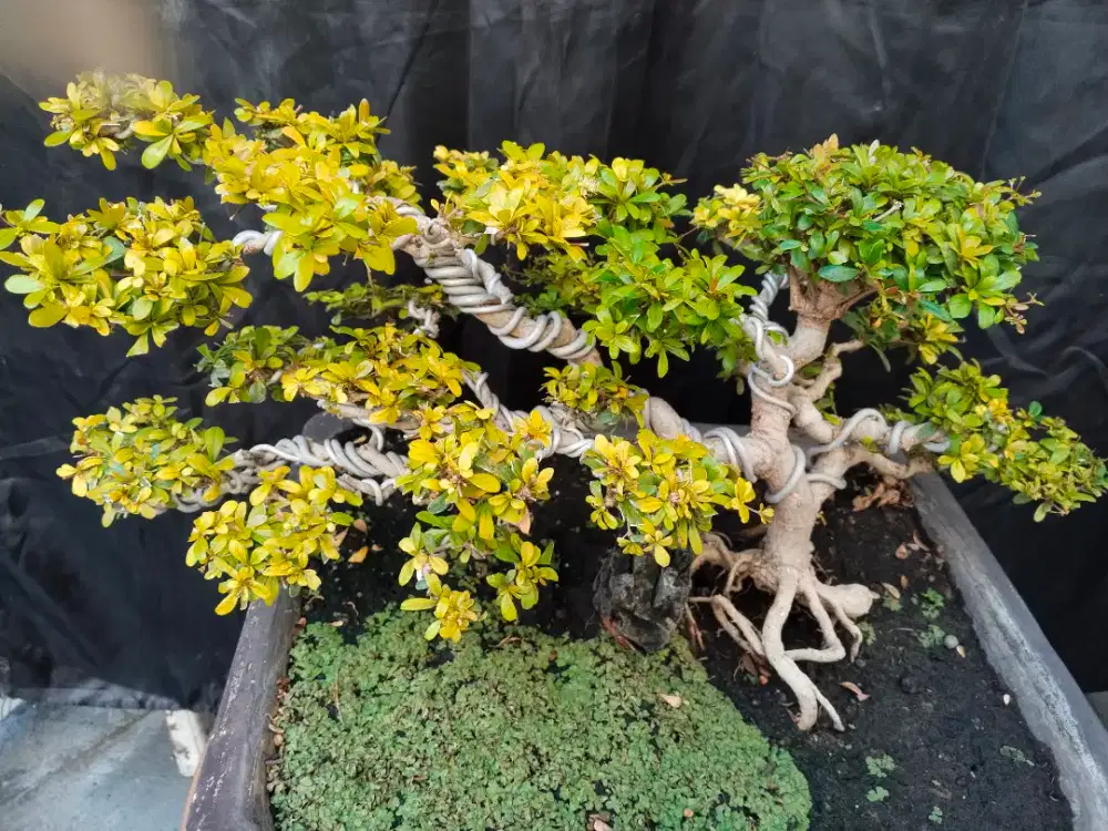Bonsai bucida sehat terawat