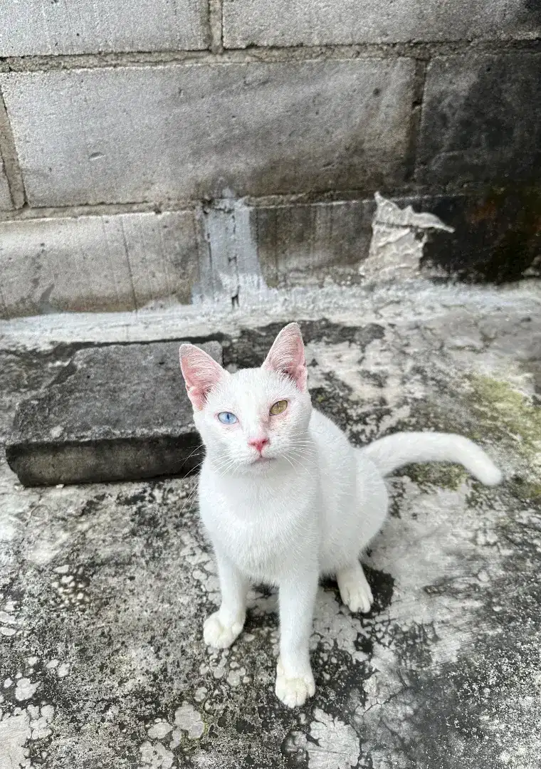 Kucing bsh mix non pure british short hair odd eyes
