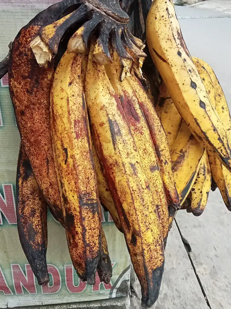 Pisang tanduk asli sukabumi manis legit