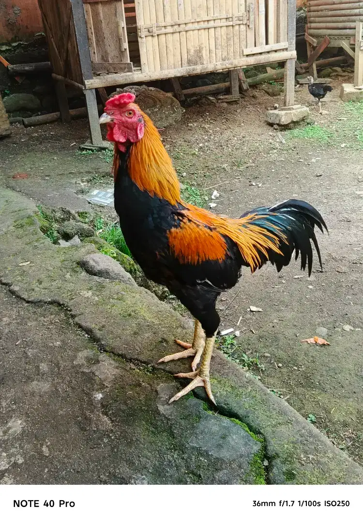 Menjual Ayam Bangkok