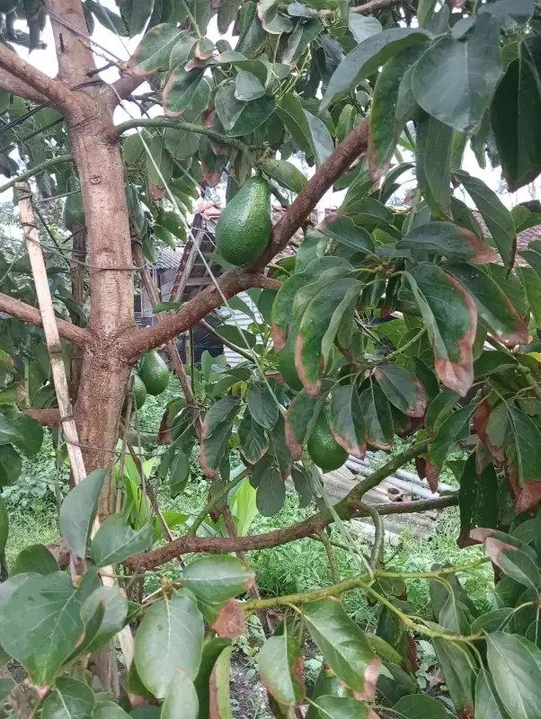 Tanah kebun alpuket sukawangi pamilihan sumedang