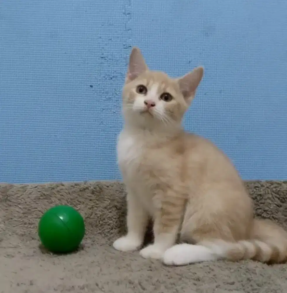 Munchkin Scottish fold