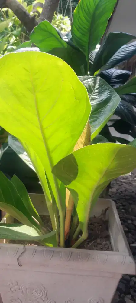 Tanaman hias anturium anthurium jemani gemani cobra kobra remaja