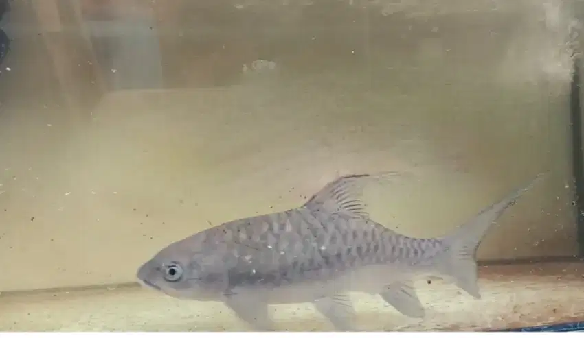 Ikan mahseer 35cm