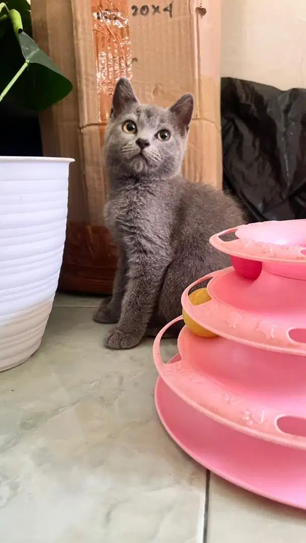 Kitten BSH umur 3 bulan