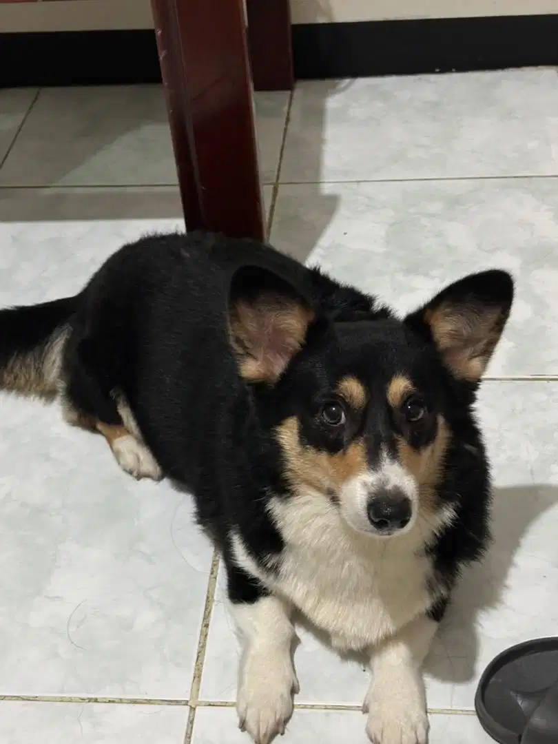 Corgi Betina Indukan Tricolor