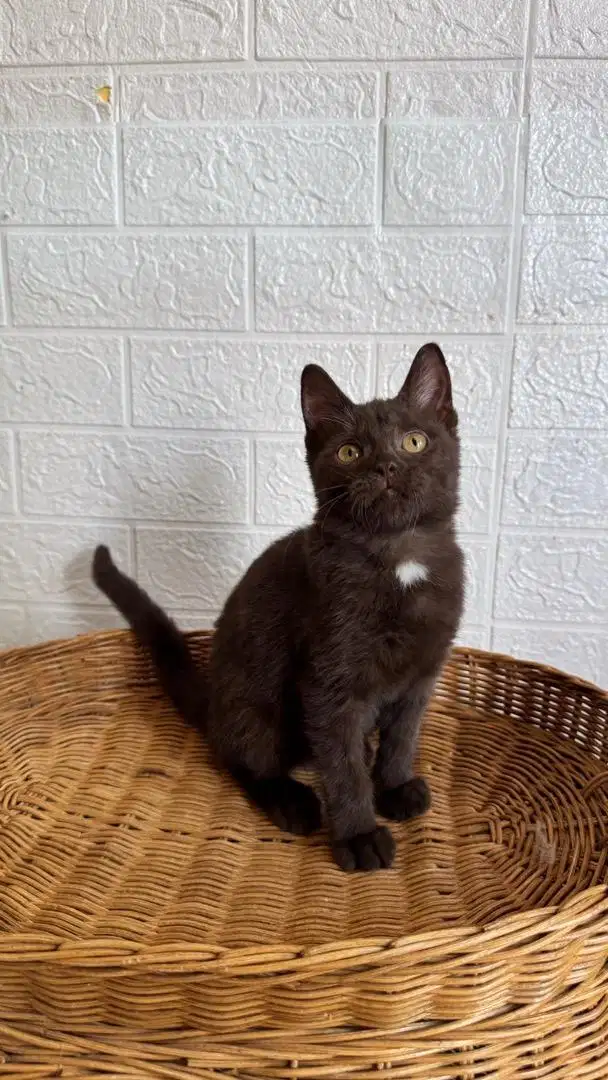 Kucing BSH Choco Jantan 4,5 Bulan