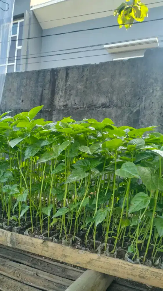 Pohon cabe rawit ori 212