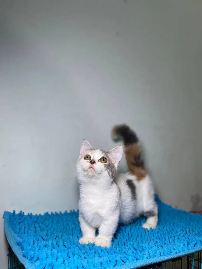 Kucing munchkin cebol