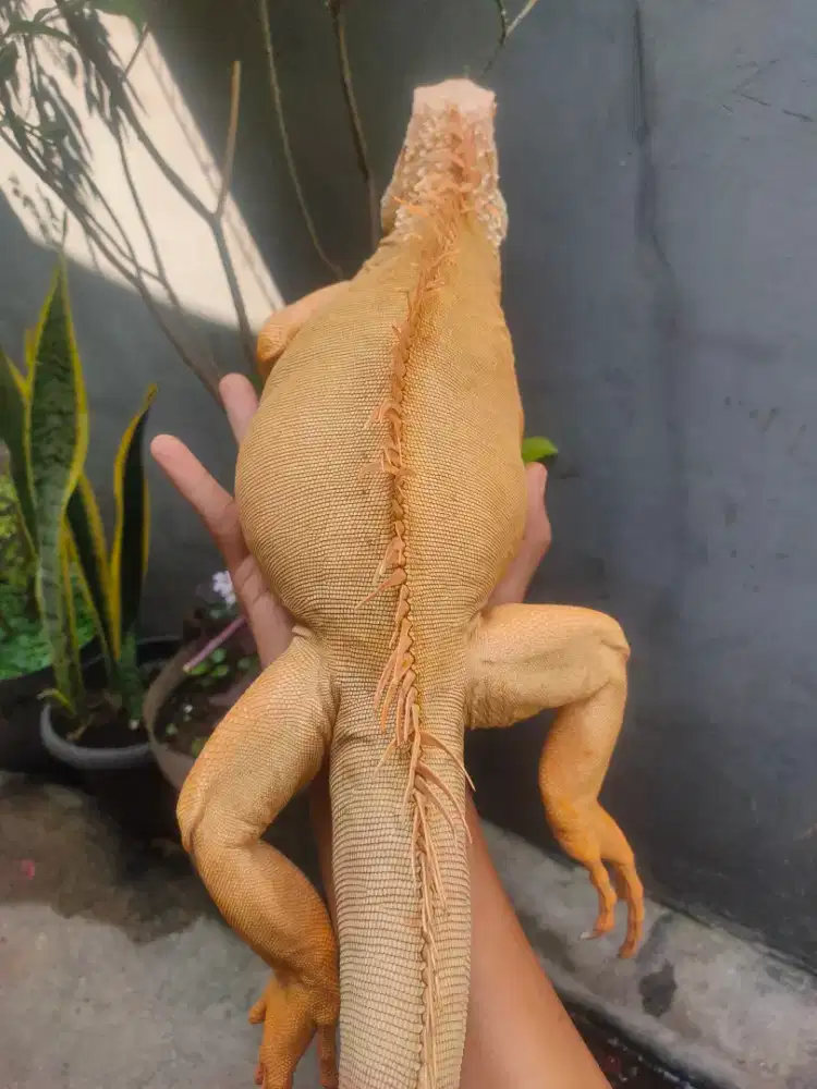 Iguana albino josh