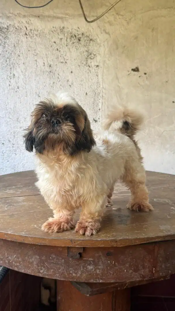 Dijual mini shih tzu shihtzu female betina