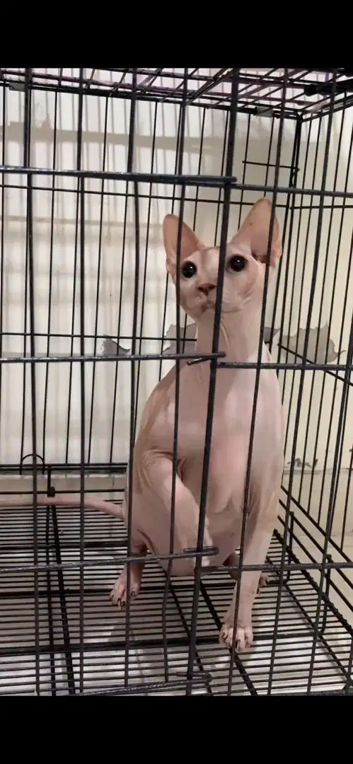 Kucing sphynx jantan steril