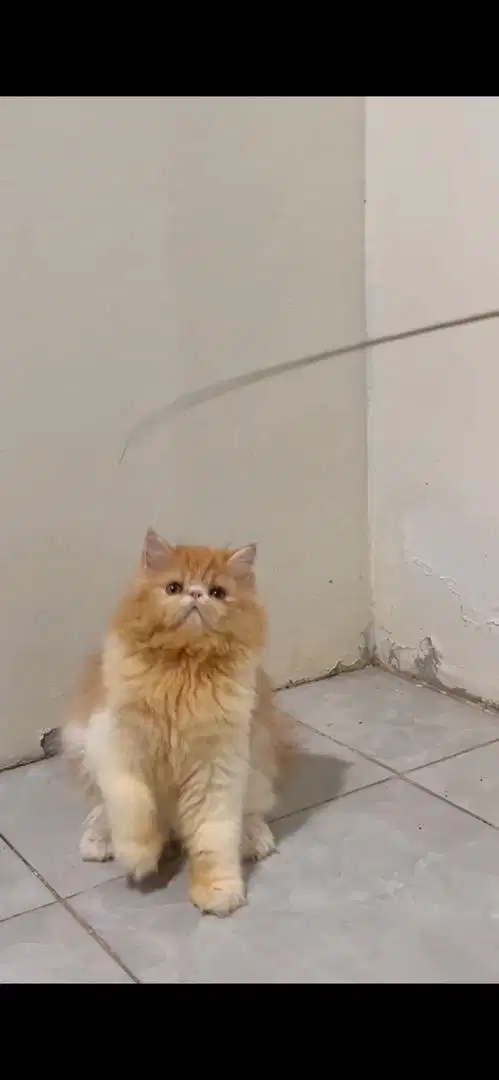 Peaknose jantan super longhair