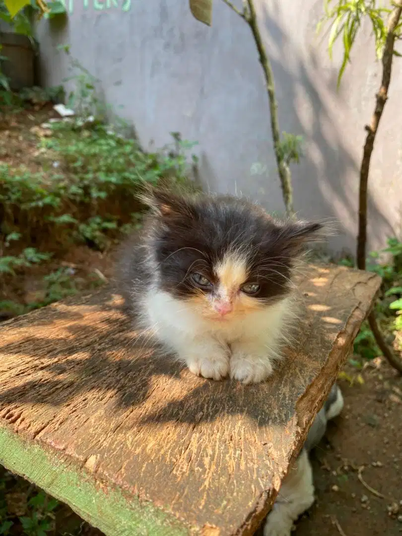 kitten jantan anakan bsh umur 2,5 bulan
