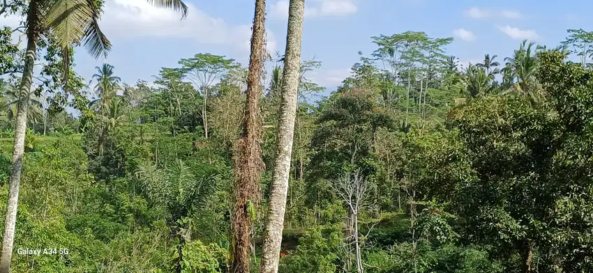 tanah premium  pemandangan sawah tebing dan sungai di  utara ubud