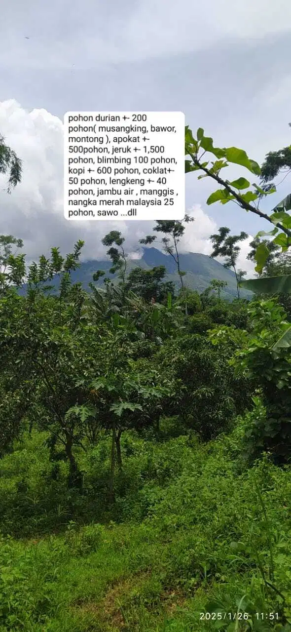 Tanah Perkebunan Buah dgn aneka macam buah 7,7 Hektar