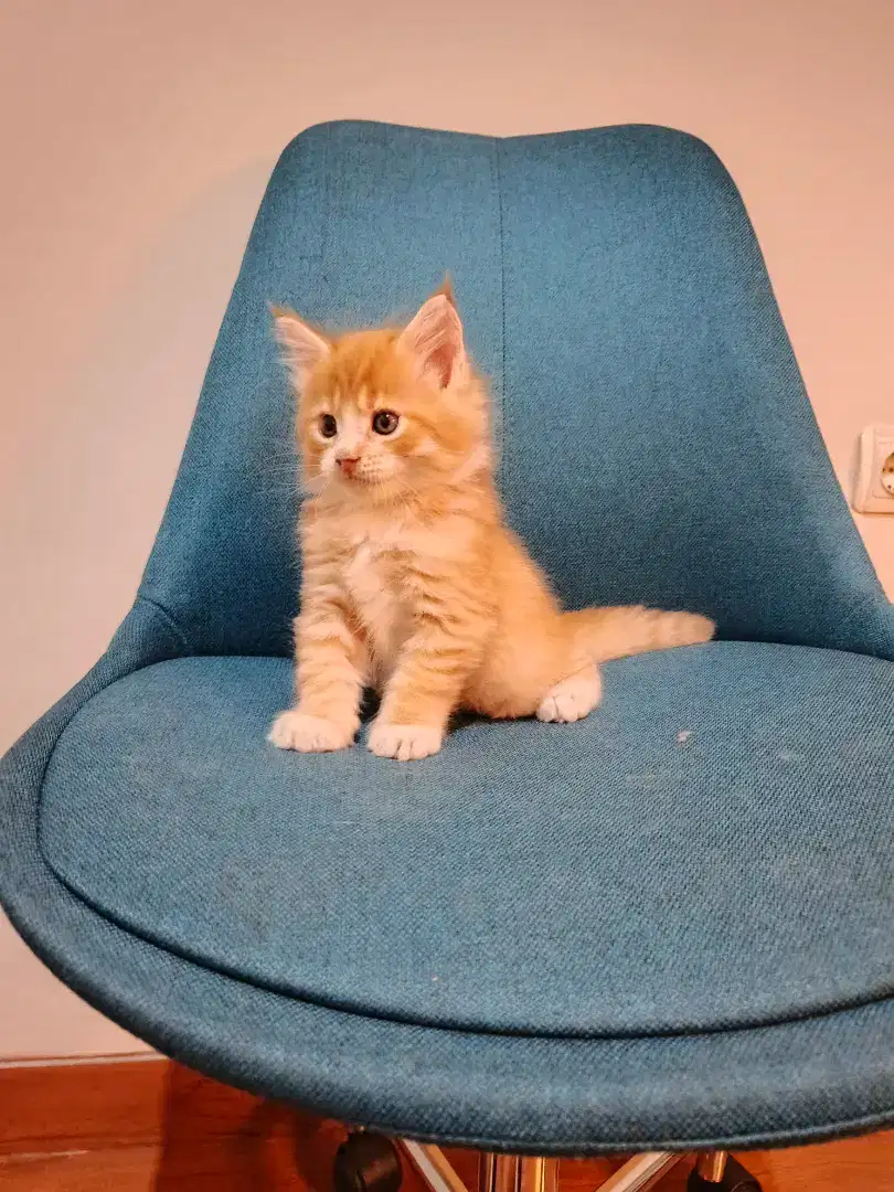 Mainecoon nonped kitten