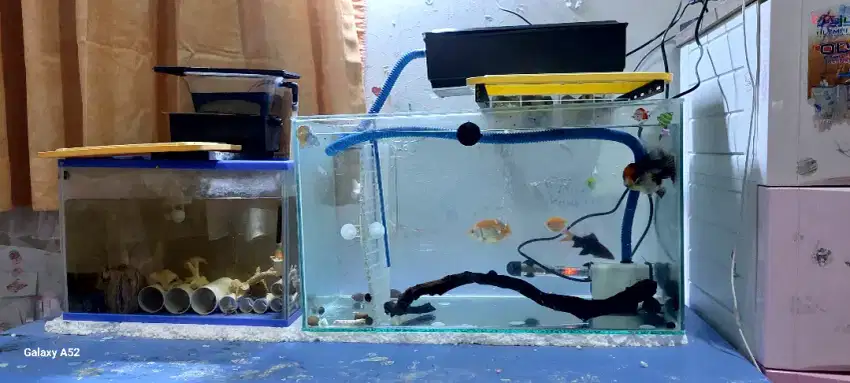 Ikan dan lobster air tawar