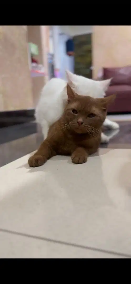 Jual kucing betina bsh cinamon