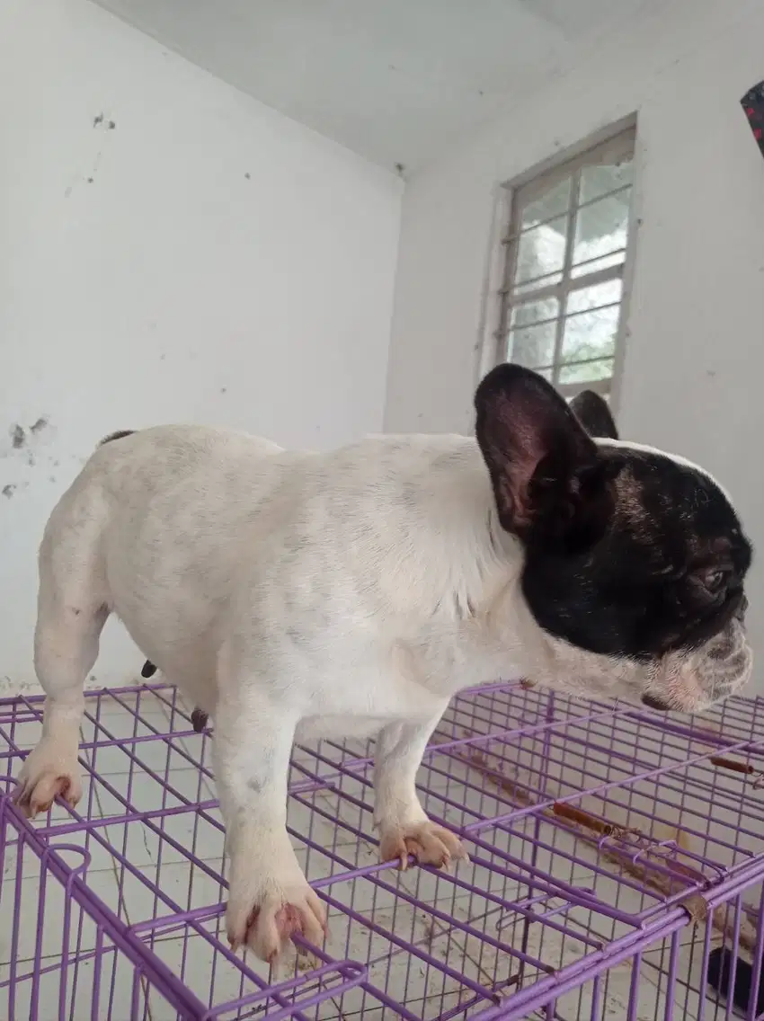 Frenchie betina murmer