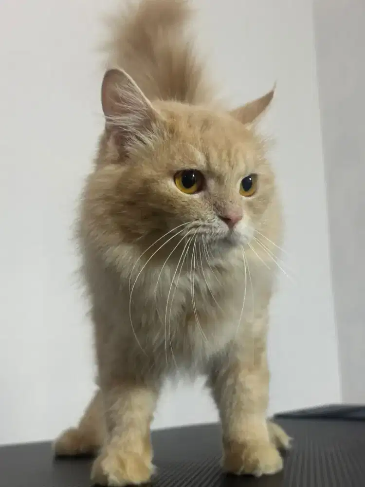 Open Adopt Kucing Persia Jantan putih oren