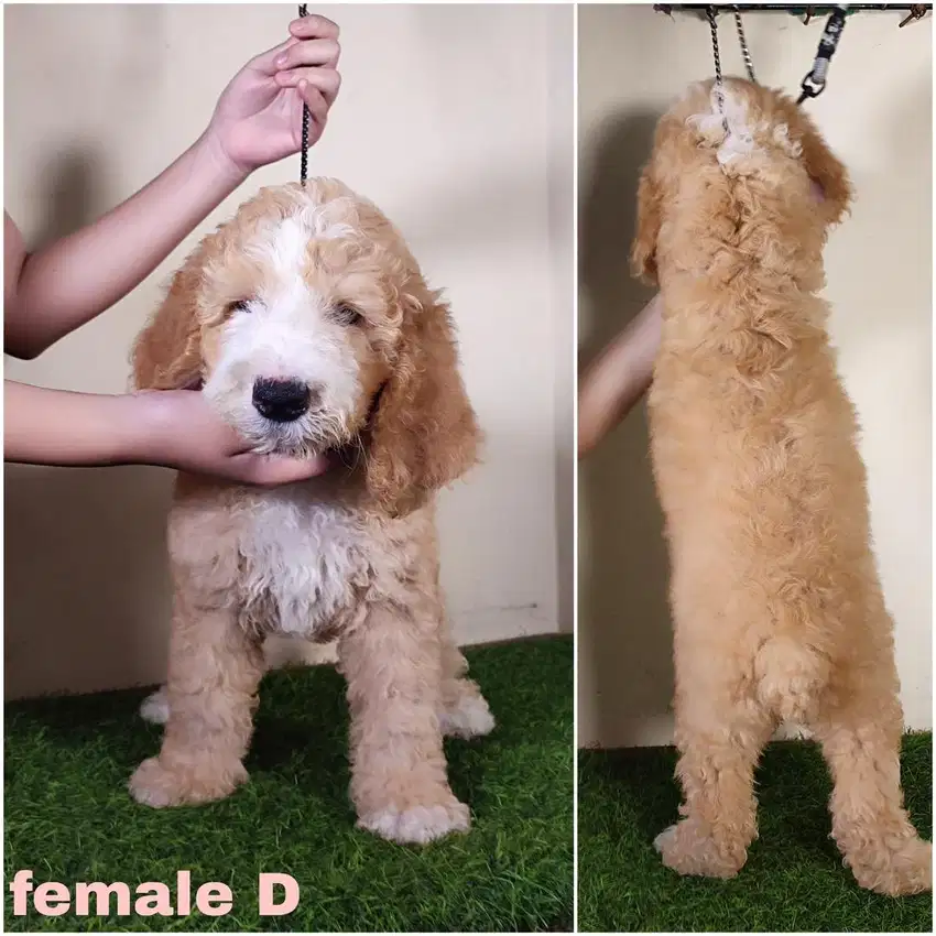 Giant poodle male&female