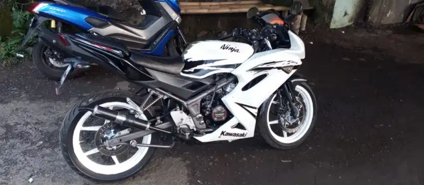 Ninja RR albino