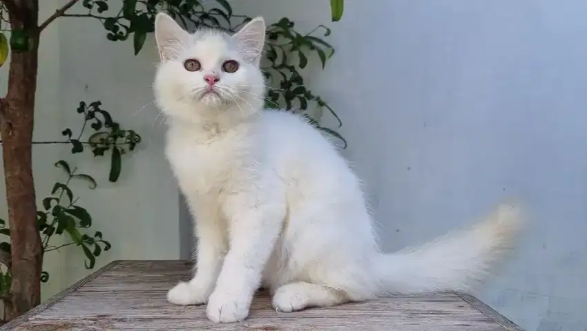 KITTEN PERSIA MEDIUM BETINA 4 BULAN WHITE SOLID