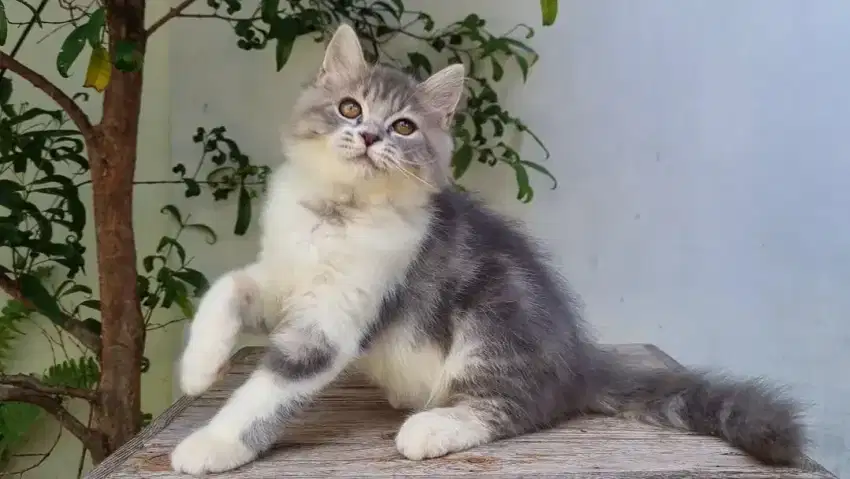 KITTEN PERSIA MEDIUM JANTAN 4 BULAN BICOLOR BLUE TABBY