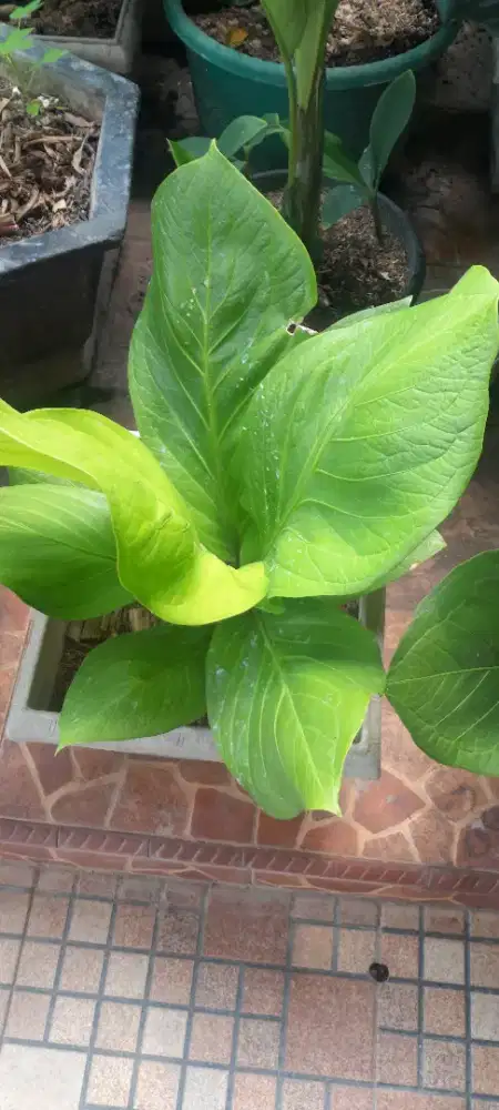 Tanaman hias anthurium anturium jemani gemani cobra kobra catalog rmaj