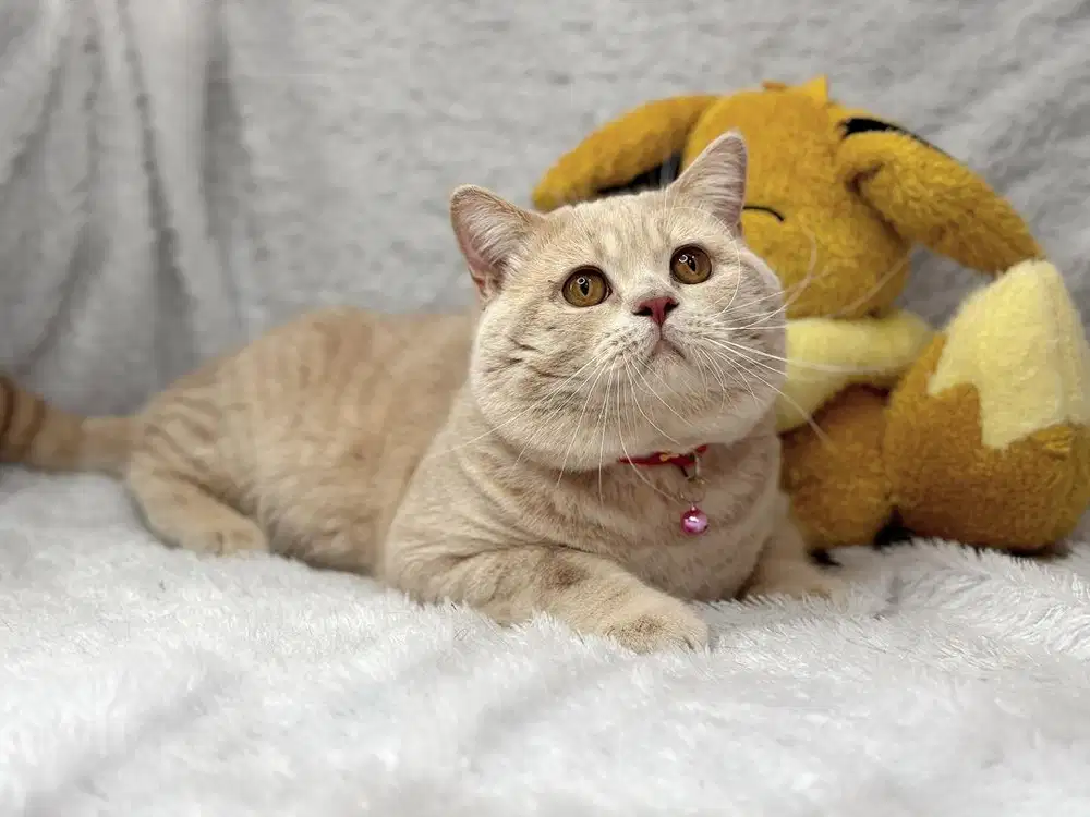 Kucing BSH British Shorthair Jantan Cream