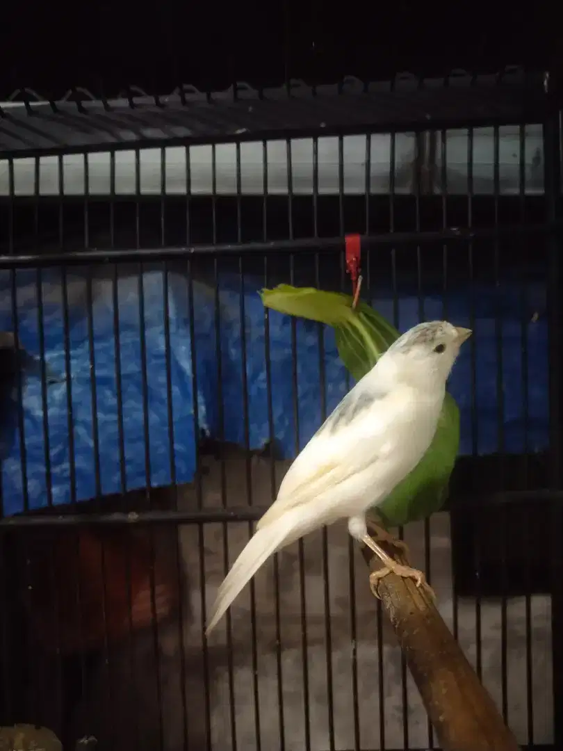 Kenari rajin warna cantik