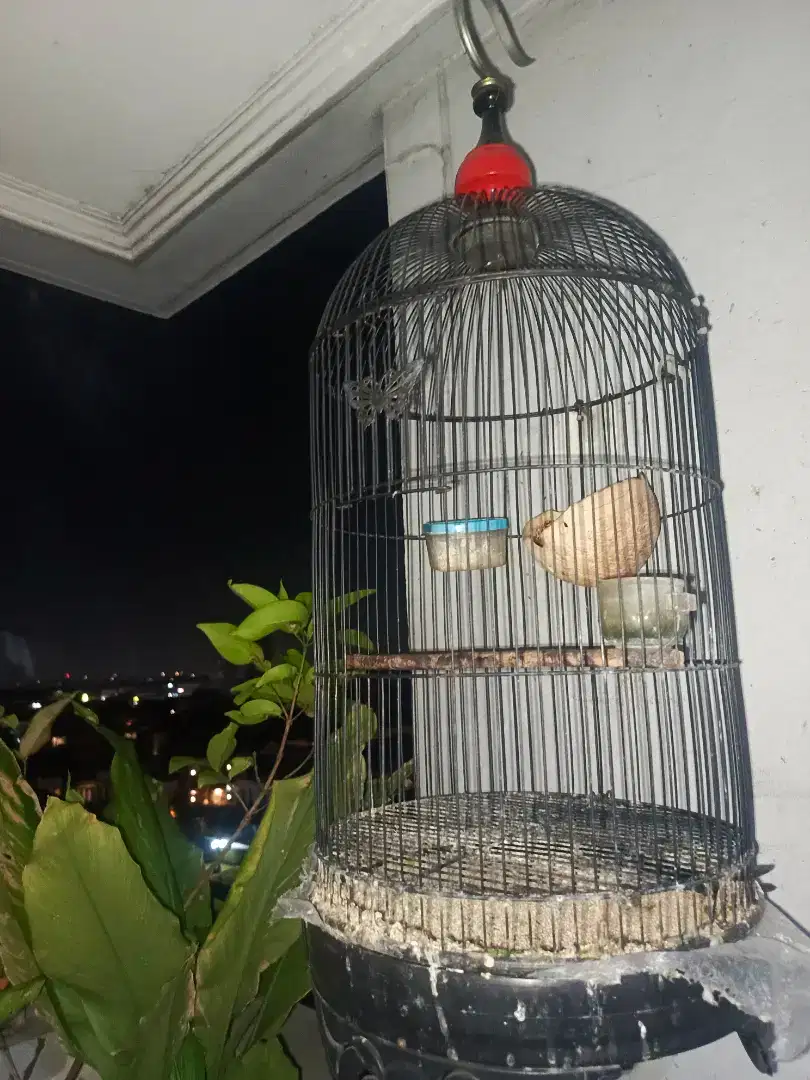 KANDANG BURUNG LB, KENARI DLL