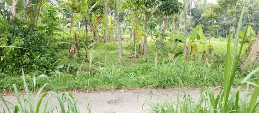 Dijual Tanah Sawah SHM Jalur Kuning