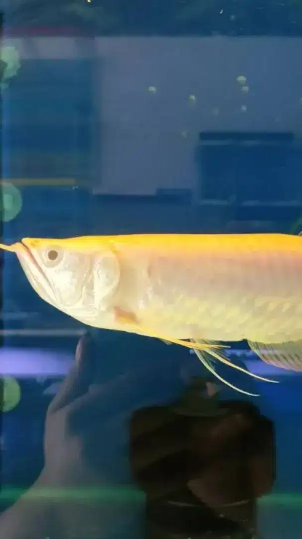 Ikan Arwana Albino