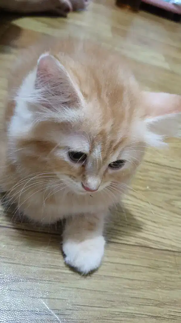 Kitten 3 bulan Persia