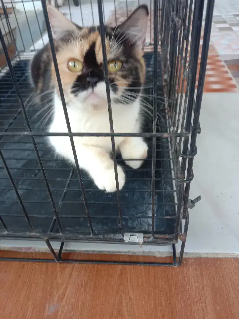 Kucing Persia Betina