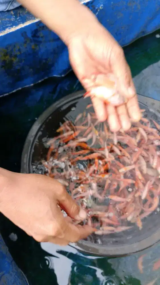 Bibit ikan lele,gurame,patin,nila,bawal,gabus,sepat siam,Tembakang dll