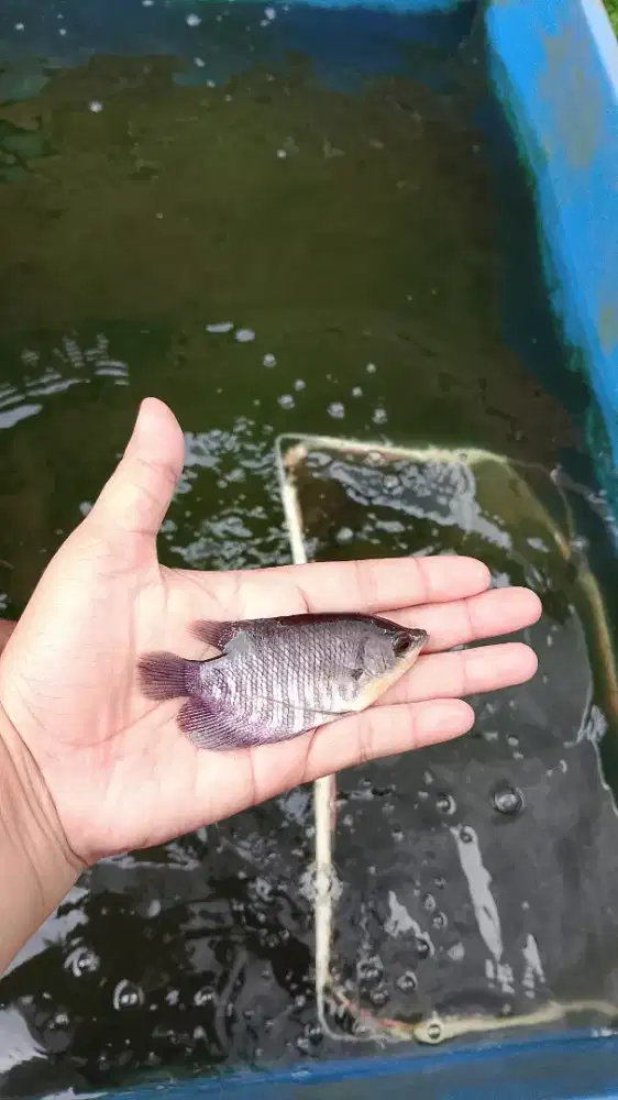 Bibit ikan lele,gurame,patin,nila,bawal,gabus,sepat siam,Tembakang dll