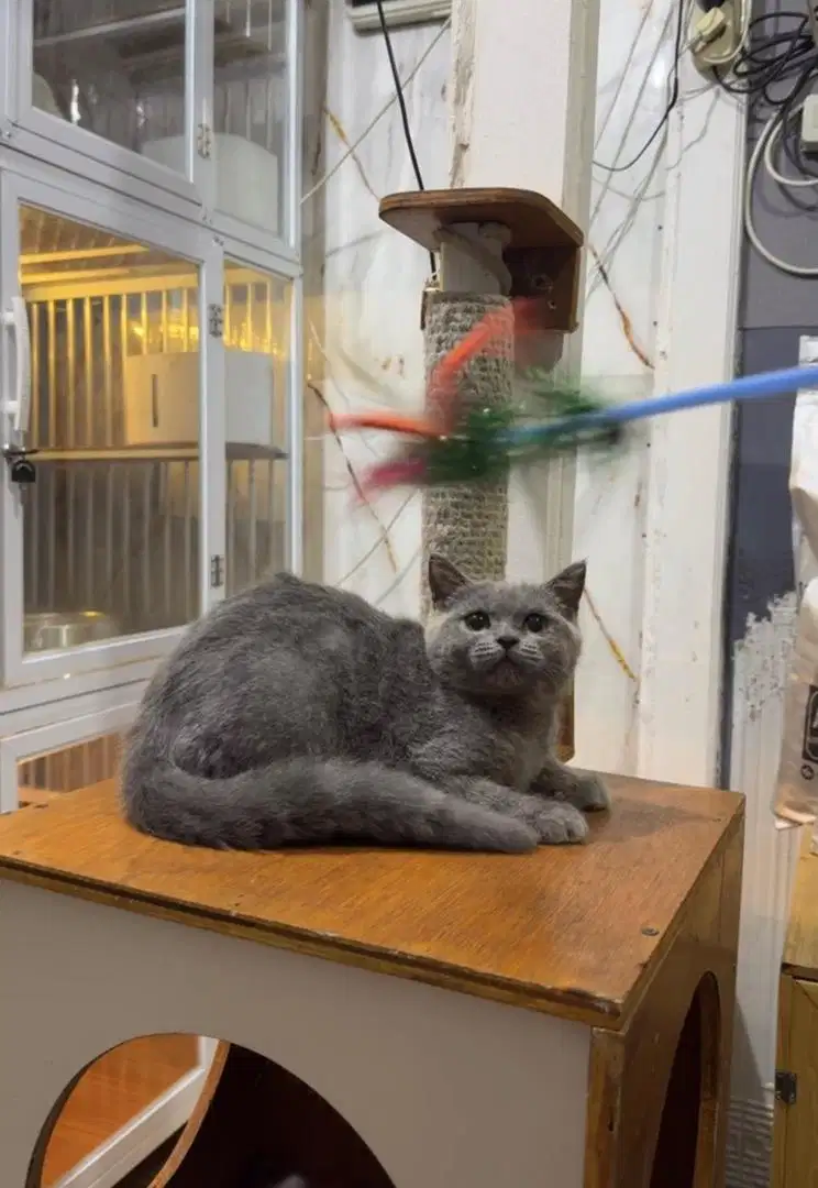 British shorthair kitten blue female