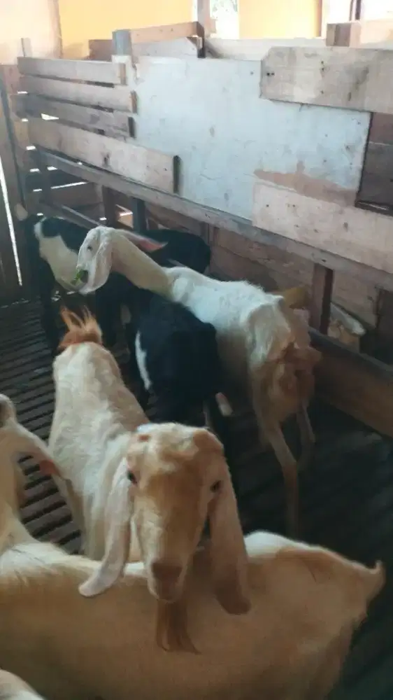 Kambing aqiqah murah praktis